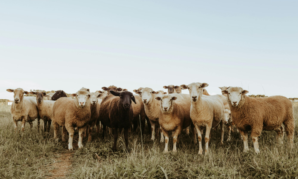 Diversität im Tierreich: Parallelen zu menschlichen Gesellschaften